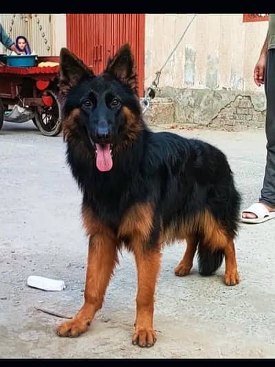 German Shepherd Puppies Available