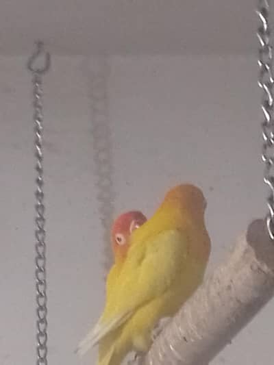 Lovebirds Latino Red Eyes