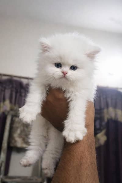 Persian kittens for sale
