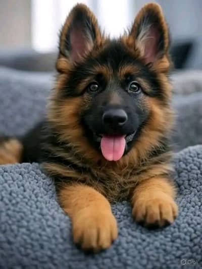 German Shepherd AGE 90 din 0344/049/7620 my WhatsApp