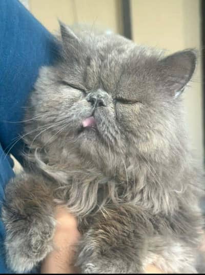 pikki face  male cat for sale