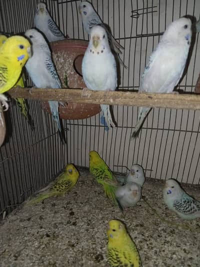 TCB Budgies For Sale.