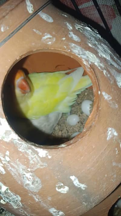 3 breeder pair of albino and karmino and 1 pair of Fisher for sale