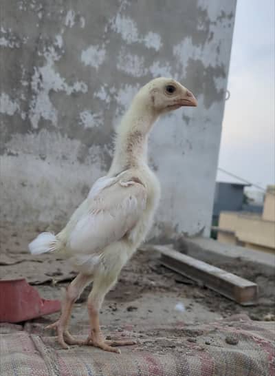 shamo / white shamo / oh shamo /aseel shamo / german shamo / o shamo