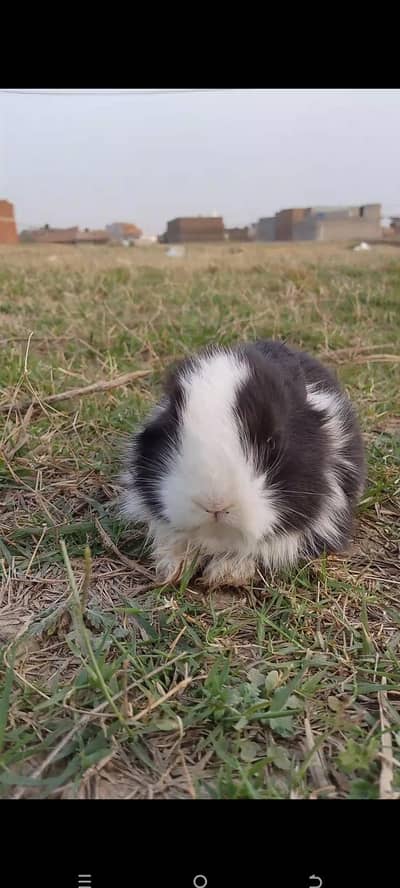 Angora baby rabbits for sale