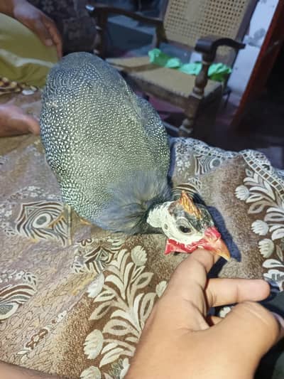 Female Misri Chakoor