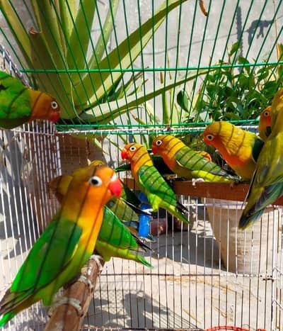 Love Birds Looking for New Shelter