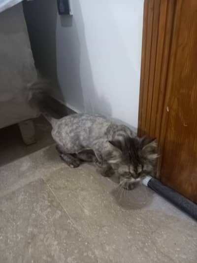 Persian cat free
