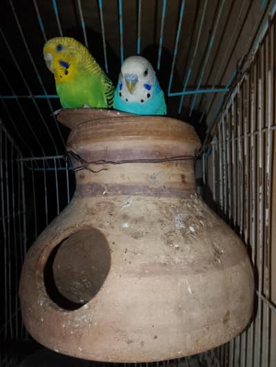 full breeding pair for budgies parrot