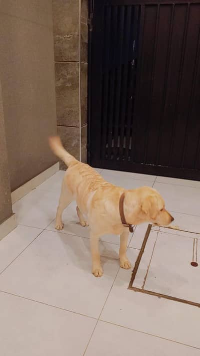 Labrador female well trained