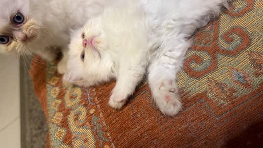 Semi punch 3 white persian kittens available for sale