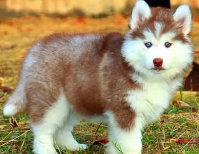 Siberian husky puppy