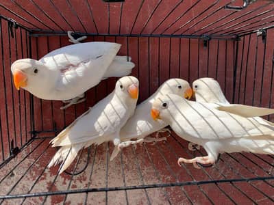 Love Birds Looking for New Shelter