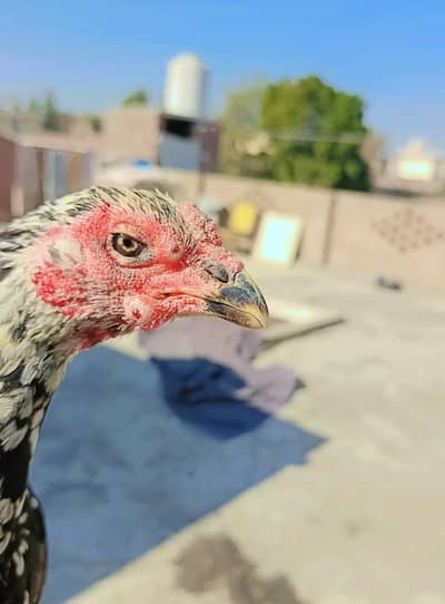 Aseel miyawali crass thi