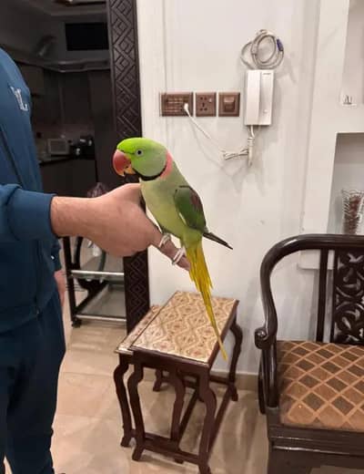 Kashmiri raw parrot for sale