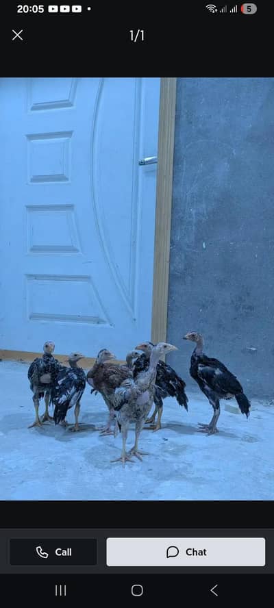 aseel chicks 4 month ka hai . . . mianwali breed . . .