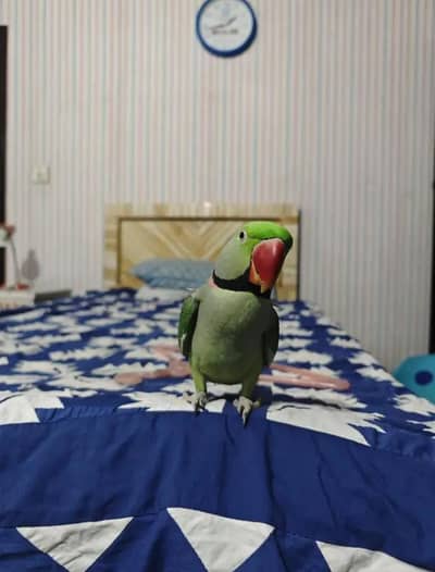Kashmiri raw parrot for sale