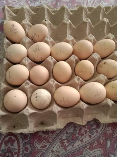 Rampuri Aseel Murghi Eggs – Fertility Guarantee