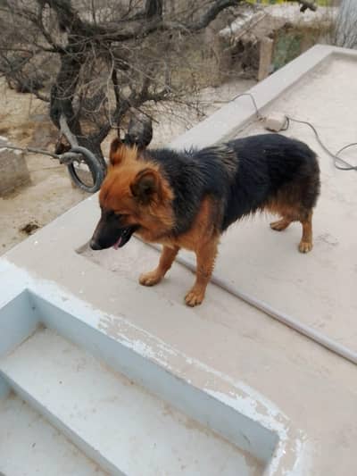 German shepherd female
