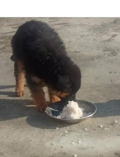 German Shepherd Puppies For Sale