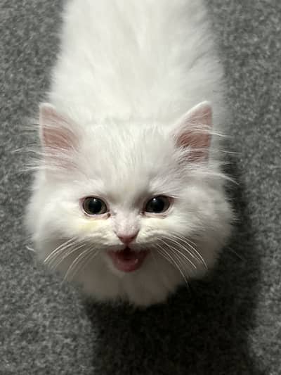 persian kitten