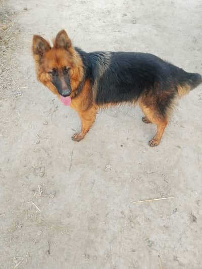 German shepherd female