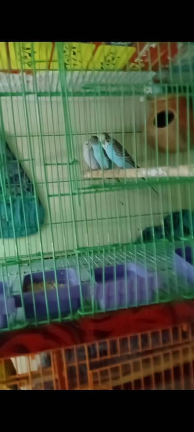 Complete setup for sale 2 pair Australia, 2pair Labdhar