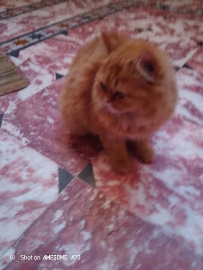 russian cats 3&5 months