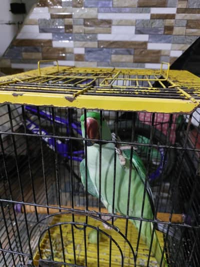 Jumbo Size Raw Parrot