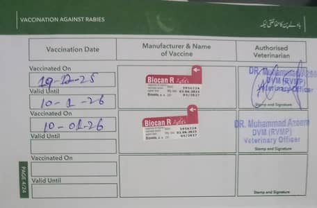 German shefered puppy double coat vacation complete top male