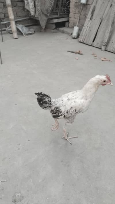 black and white misri murgha