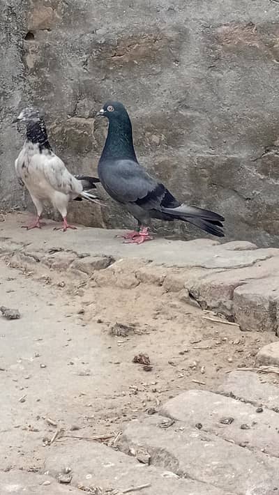 kabootar avalibale ha