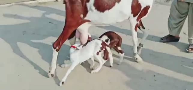 2 Bacchon ka sath Desi Bakri For Sale/ 03102718481