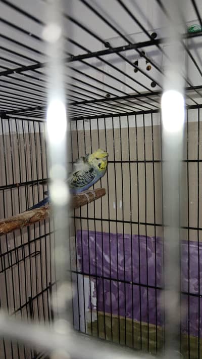 Hogo,Rainbow,Redeyes,Cage