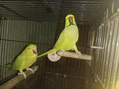 green parrot pair