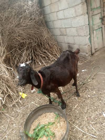 Beautiful Gaban bakri last Month ha.