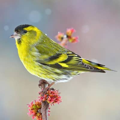 rasian siskin singing canery bird