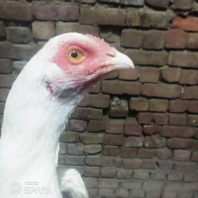 Hera hen foresale home breed white ankh noke nali