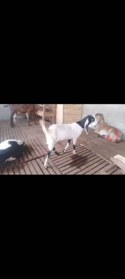 Kheeri path for sale