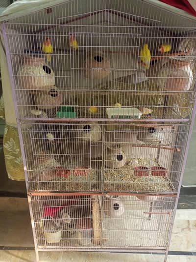 Full cage with birds pair