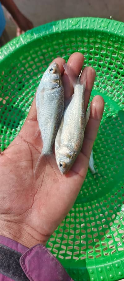 Female Accounts and receptionist required