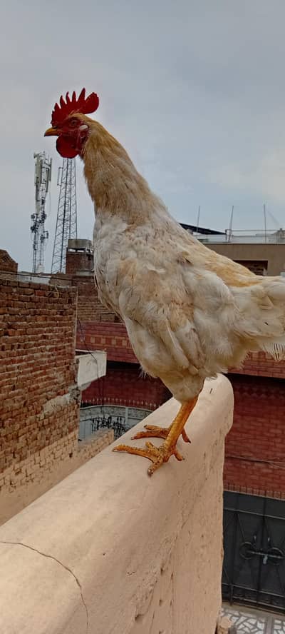 ghar ky desi feed ky paly huy hain weight bhi 1.5 kg sy zyda ha