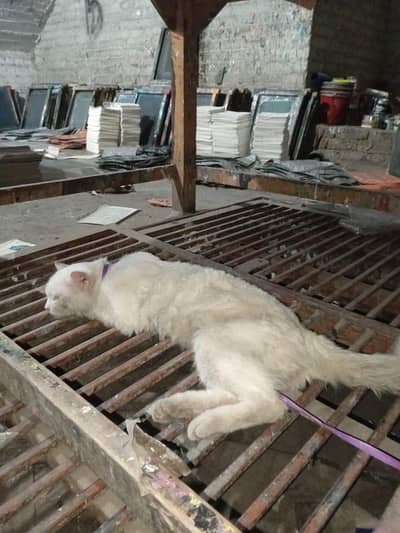 urgent sale Karna hai jis bhai ko chahie vah message Karen