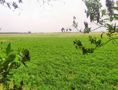 Ideal 4 Acre Land For Sale For (Agriculture & Farmhouse & Investment ) at Nearby Samundri Road Faisalabad