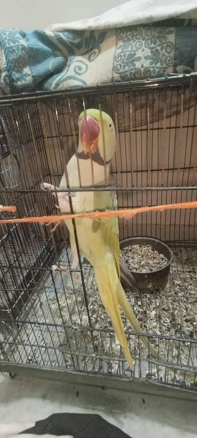 Alexander row parrots