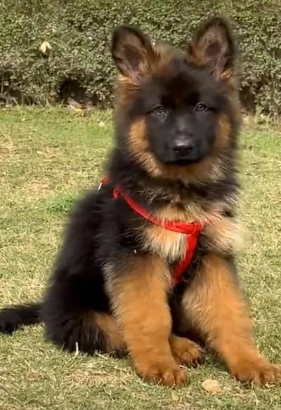 German shepherd puppies for sale healthy 0313=4934962