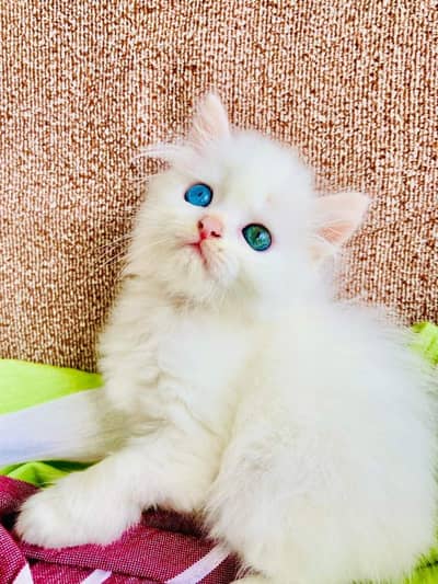 Persian kittens for sale
