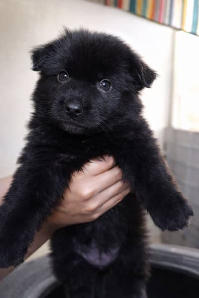 Black German shepherd puppy dog gsd