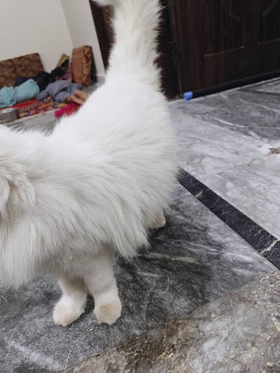 High Quality, Long Cotted , Healthy and lovely