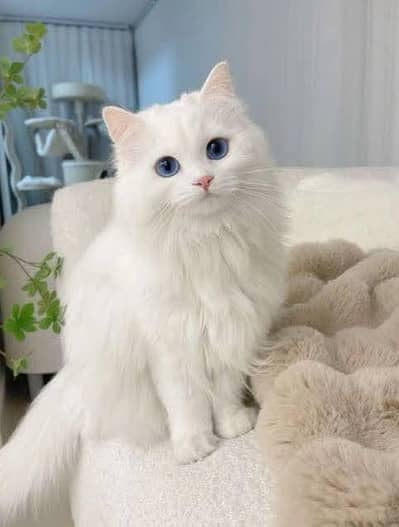 Persian paper white blue eyes Kitten Available